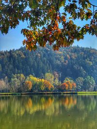 Scenic view of lake by trees during autumn