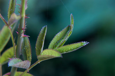 Close-up of plant