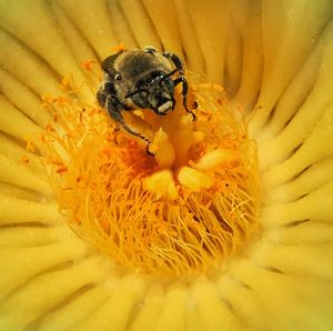 Close-up of bee on yellow flower