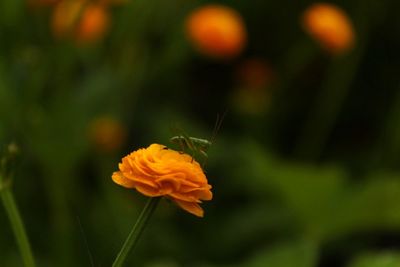 Close-up of butterfly pollinating on orange flower