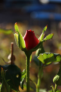 Close-up of red flower