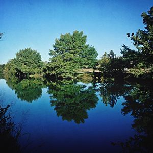 Reflection of trees in water