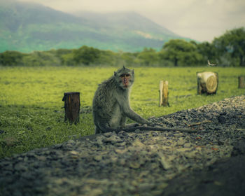 Monkey with view mountain in background