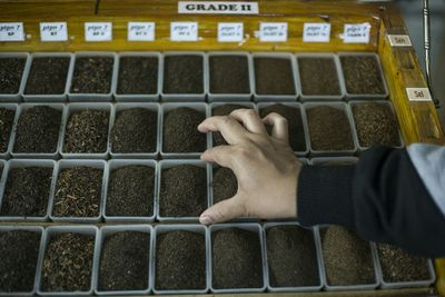 Cropped hand picking tea crops from containers at store