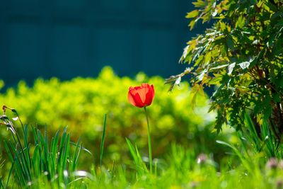 A lone red tulip standing tall in a field of grass