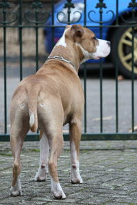 Close-up of dog standing outdoors