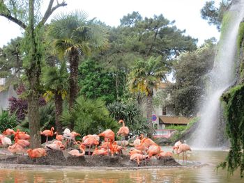 Flock of birds by palm trees against sky