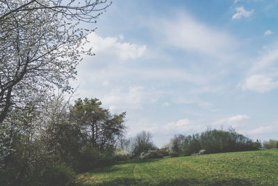 Low angle view of trees on field against sky