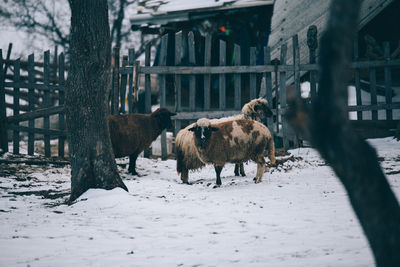 Horses on field during winter