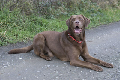 Portrait of dog sitting outdoors