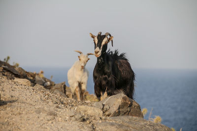 View of goat on rock