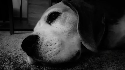 Close-up of dog looking away at home