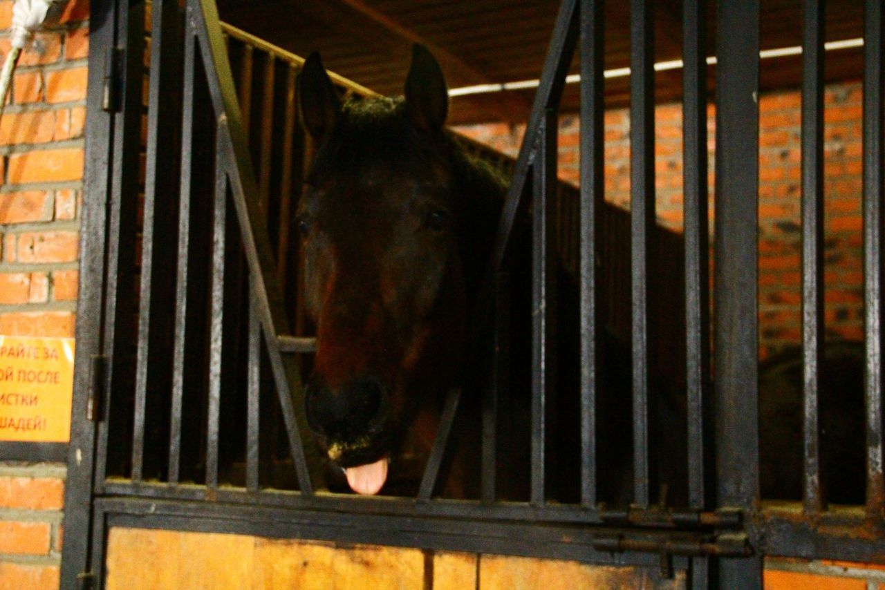 domestic animals, animal themes, mammal, indoors, one animal, pets, animal body part, close-up, livestock, dog, metal, horse, no people, animal head, window, brown, wood - material, day, black color, standing