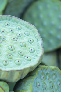 Close-up of lotus plant pod
