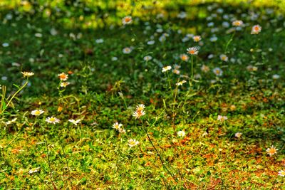 Close-up of small flowering plant on field