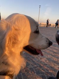 Close-up of dog looking away