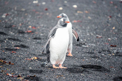 Full length of a bird