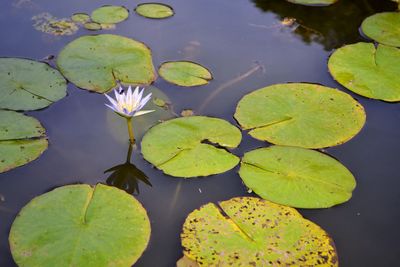 High angle view of lily pads in lake