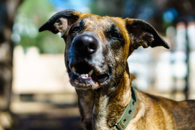 Close-up portrait of dog