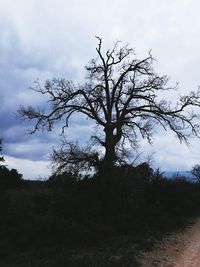 Low angle view of silhouette tree against sky