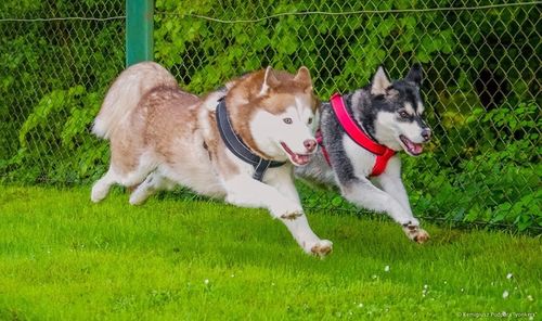 View of a dog on field