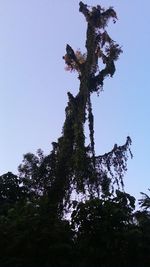 Low angle view of trees against clear sky