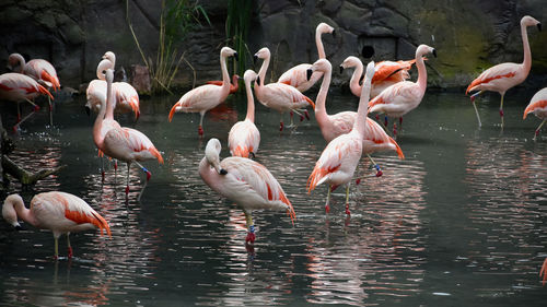 Flock of birds in lake