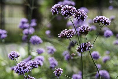 Close-up of purple flowering plants