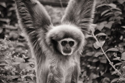 Close-up portrait of an animal on land