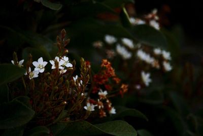 Close-up of flowers blooming on tree