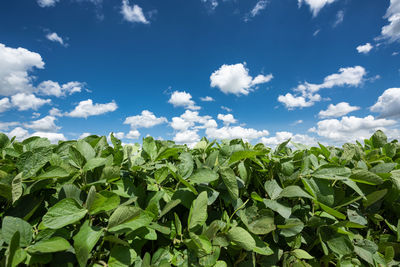 Plants growing on field against sky