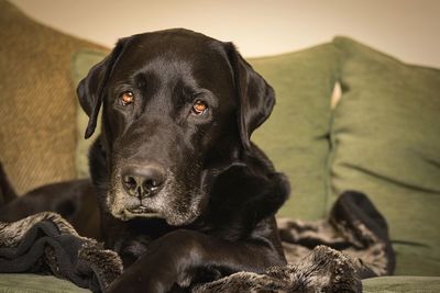 Close-up portrait of a dog