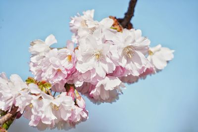 Close-up of cherry tree twig in full bloom against light blue background