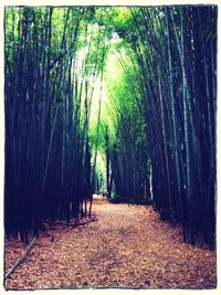 Footpath passing through forest