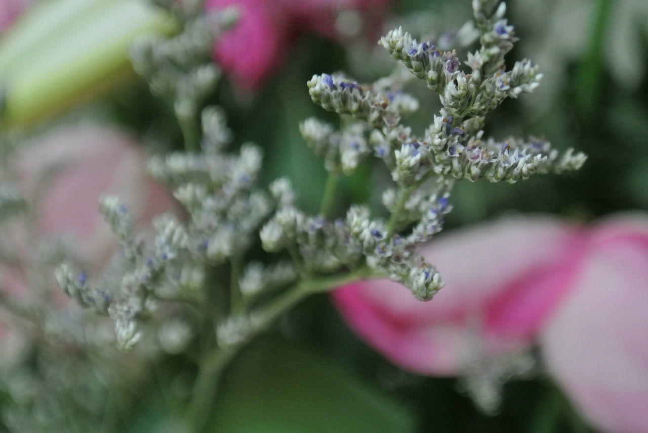 CLOSE-UP OF PURPLE FLOWERING PLANTS