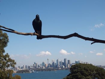 Low angle view of bird against blue sky