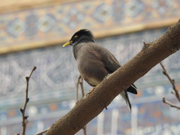 Close-up of bird perching on branch