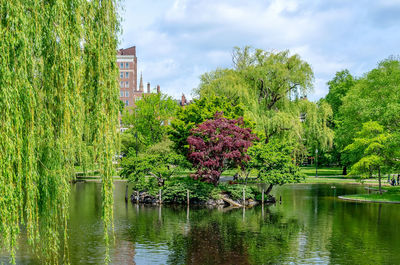 Flowering plants by lake against sky