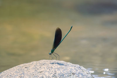 Close-up of insect on rock against sea