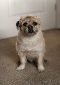 Portrait of puppy on floor at home