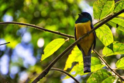 Tropical bird on a tree branch in a national park of costa rica