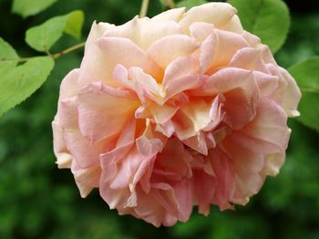 Close-up of pink flower blooming outdoors