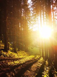 Sunlight streaming through trees in forest