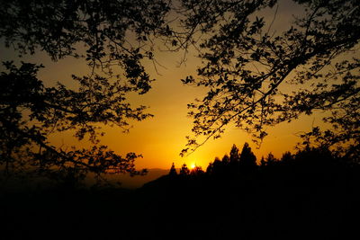 Silhouette of trees at sunset