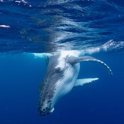 Whale swimming in sea