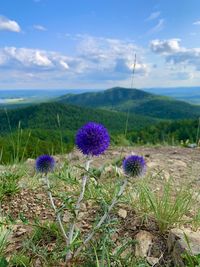 Purple flowering plants on field against sky