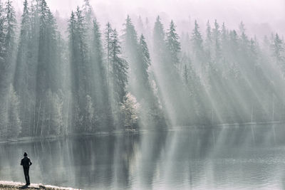 Person standing by lake against trees on sunny day