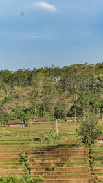 Trees on field against sky