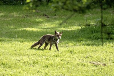 Full length of a fox on field