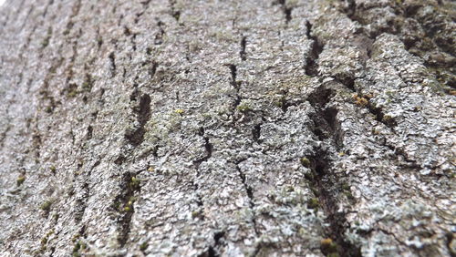 Full frame shot of tree trunk